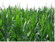 Cours du maïs du 05 novembre : -0.4% à 587.75 US$c/bu Cours du maïs du 05 novembre : -0.4% à 587.75 US$c/bu