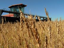 Le cours du blé en hausse de 0.5%, à 672.75 US$c/bu