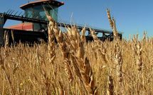 Positions spéculatives sur les produits agricoles